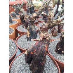 Caudex plant Mestoklema Tuberosa Zuid Afrika.