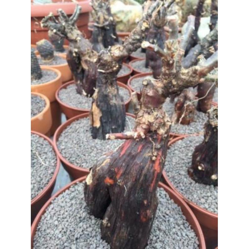 Caudex plant Mestoklema Tuberosa Zuid Afrika.