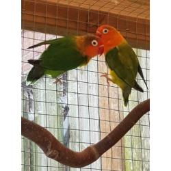 3 Agrepornissen en 2 Agapornis fischeri