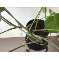 Monstera gatenplant