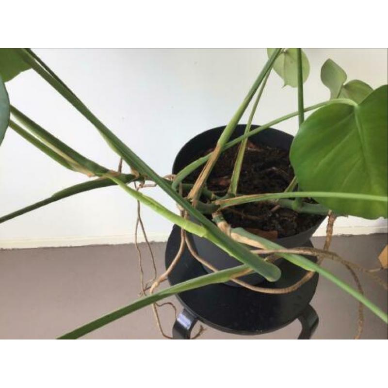 Monstera gatenplant