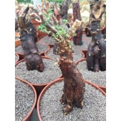 Caudex plant Mestoklema Tuberosa Zuid Afrika.