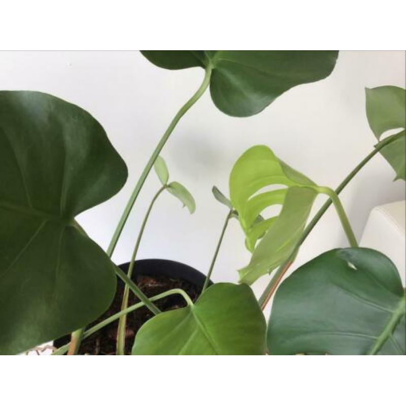 Monstera gatenplant