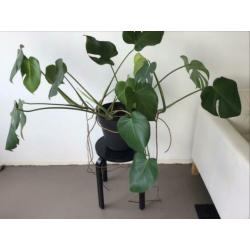 Monstera gatenplant