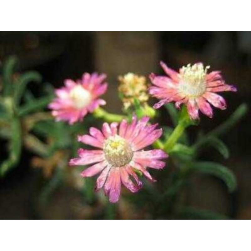 Caudex plant Mestoklema Tuberosa Zuid Afrika.