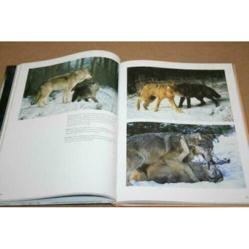 De wolf - Tussen mythe en waarheid !!
