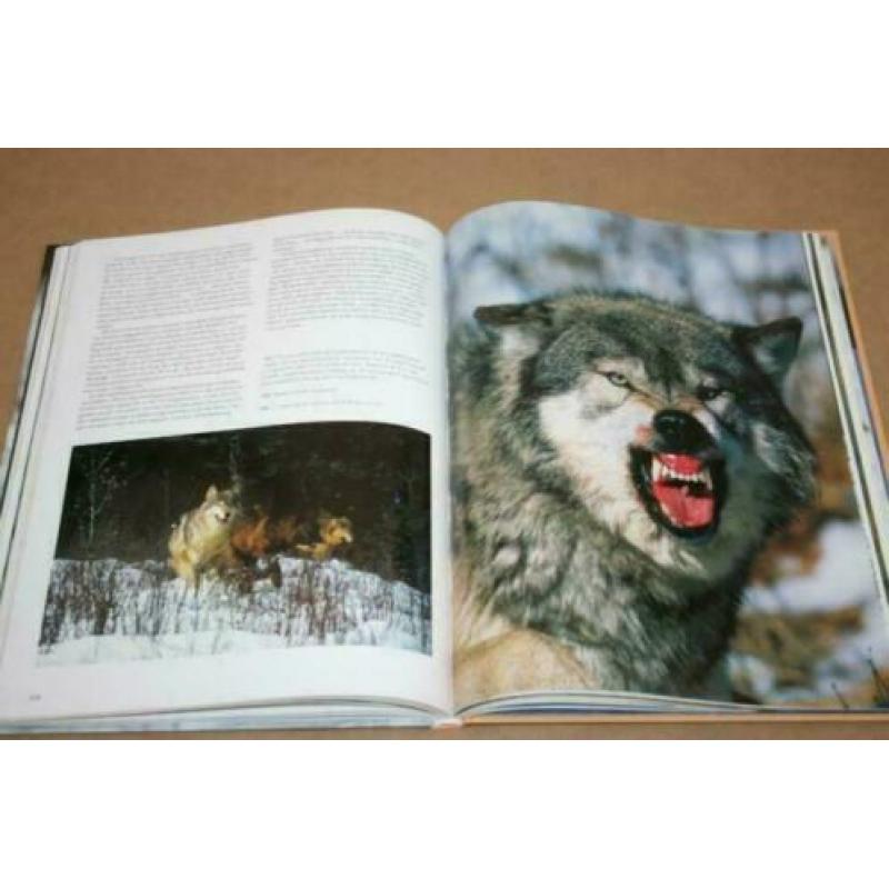 De wolf - Tussen mythe en waarheid !!