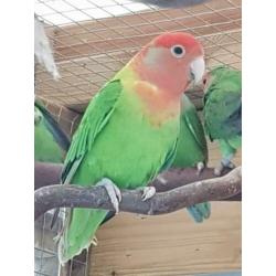 3 Agrepornissen en 2 Agapornis fischeri