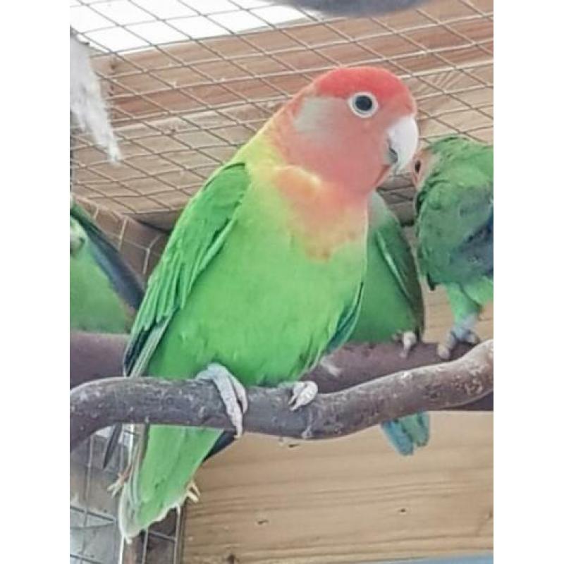 3 Agrepornissen en 2 Agapornis fischeri