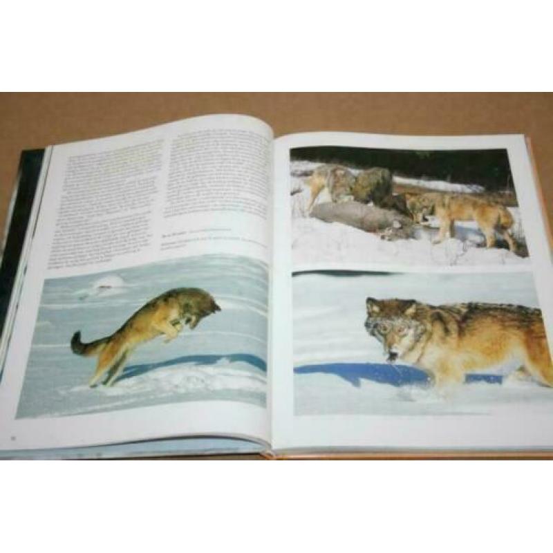 De wolf - Tussen mythe en waarheid !!
