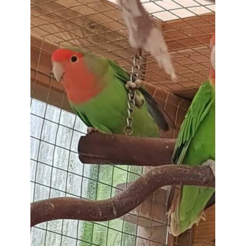 3 Agrepornissen en 2 Agapornis fischeri