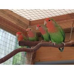 3 Agrepornissen en 2 Agapornis fischeri