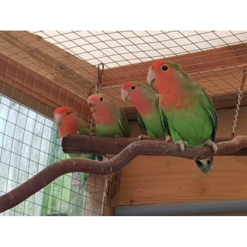 3 Agrepornissen en 2 Agapornis fischeri