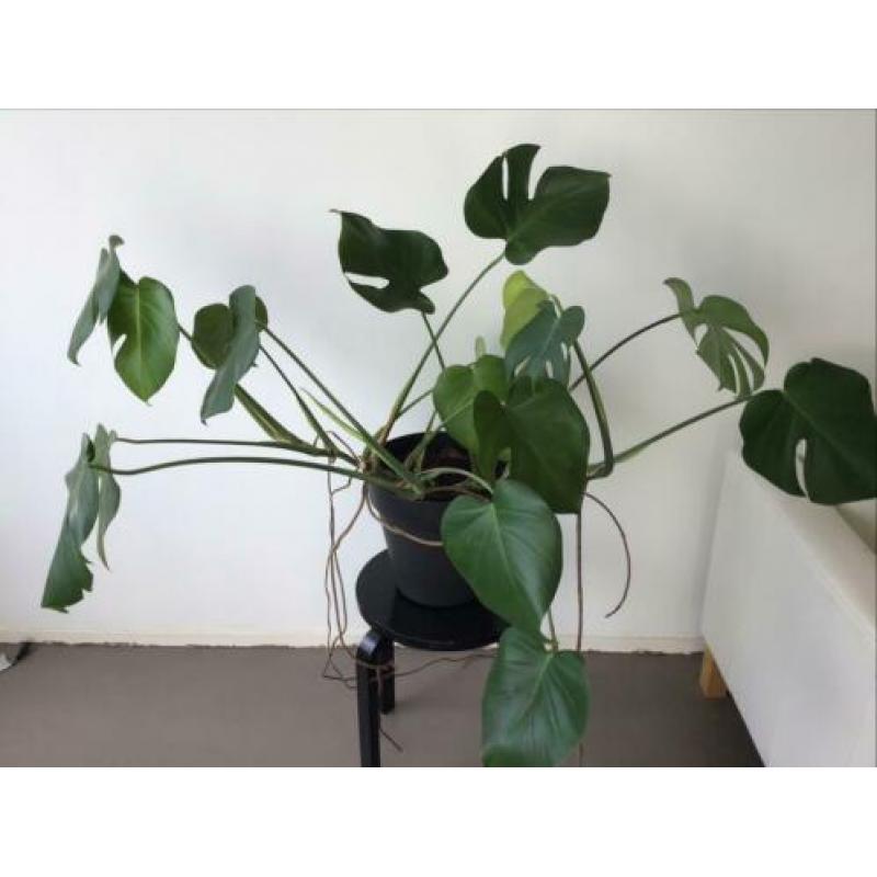 Monstera gatenplant