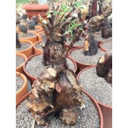 Caudex plant Mestoklema Tuberosa Zuid Afrika.