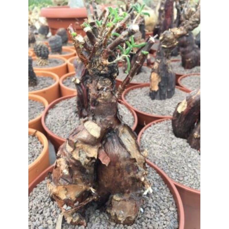 Caudex plant Mestoklema Tuberosa Zuid Afrika.