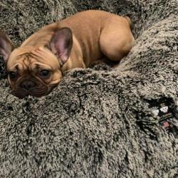 Bessie and Barnie