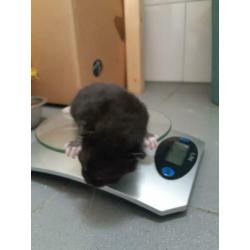 Kittens te koop
