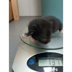 Kittens te koop