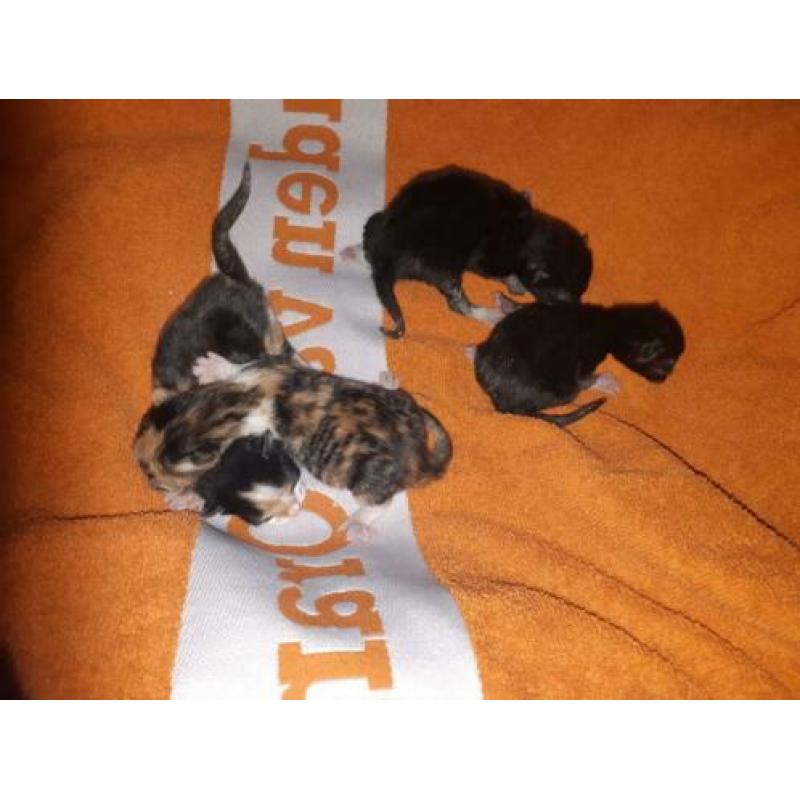 Kittens te koop