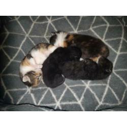 Kittens te koop