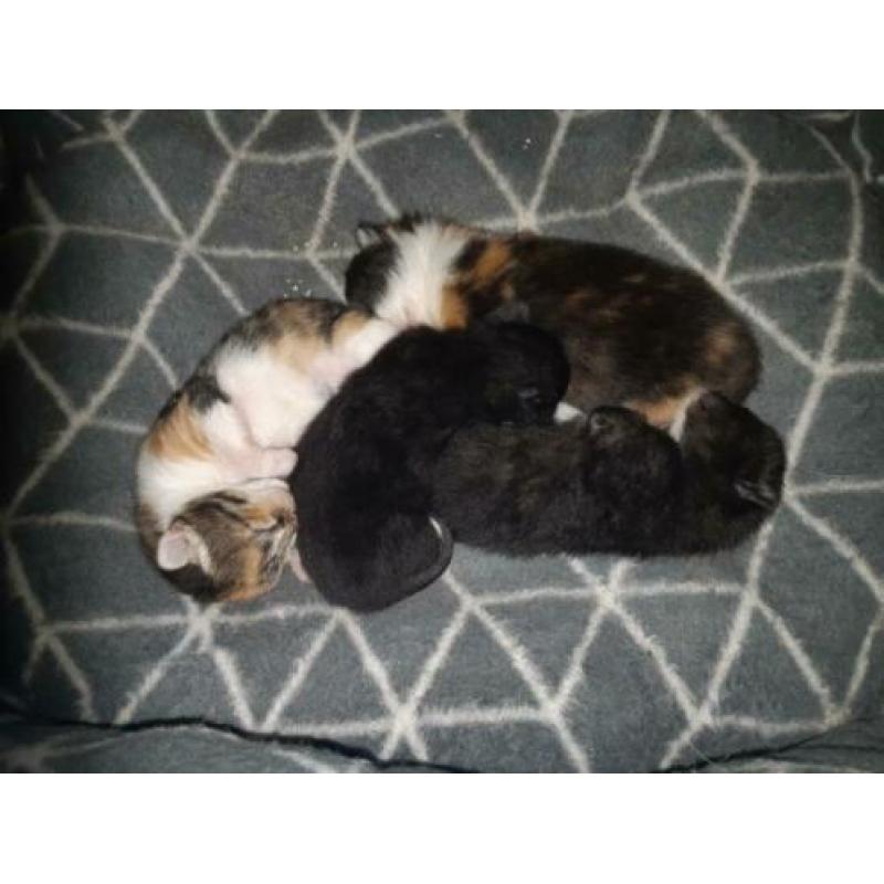 Kittens te koop