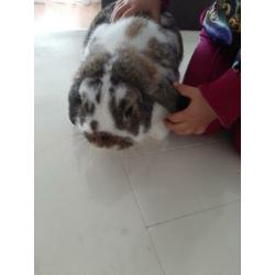Konijnen cavia kooi en gratis konijn