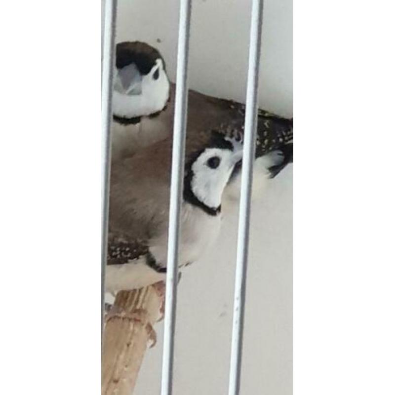 Bichenow Astrilde alleen een man