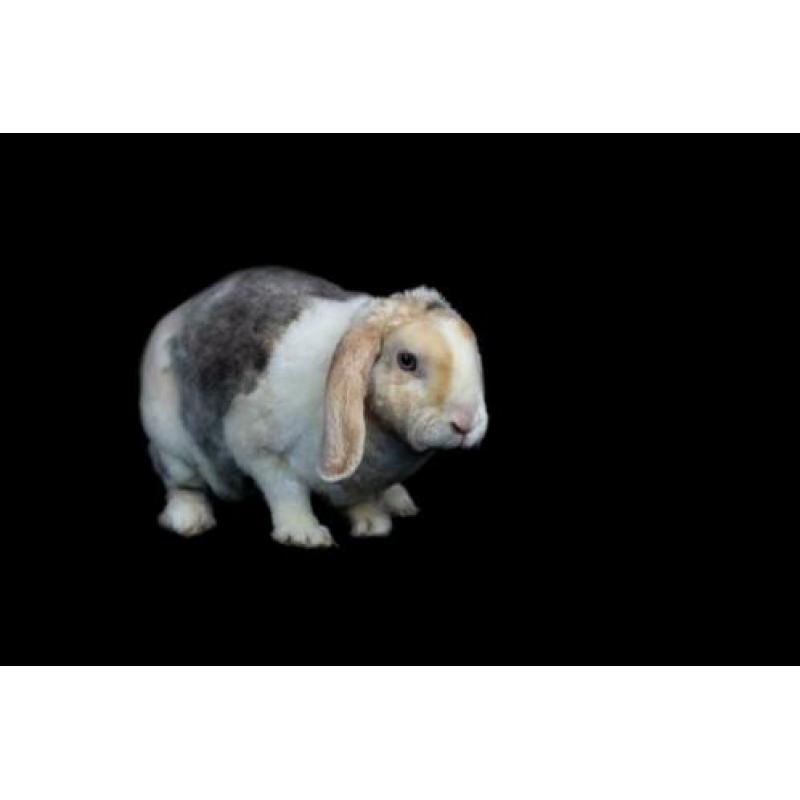 GEZOCHT Rex widder / hangoor konijnen