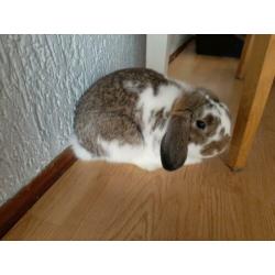 Konijnen cavia kooi en gratis konijn