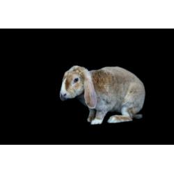 GEZOCHT Rex widder / hangoor konijnen