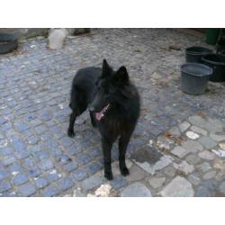 Groenendaeler pups