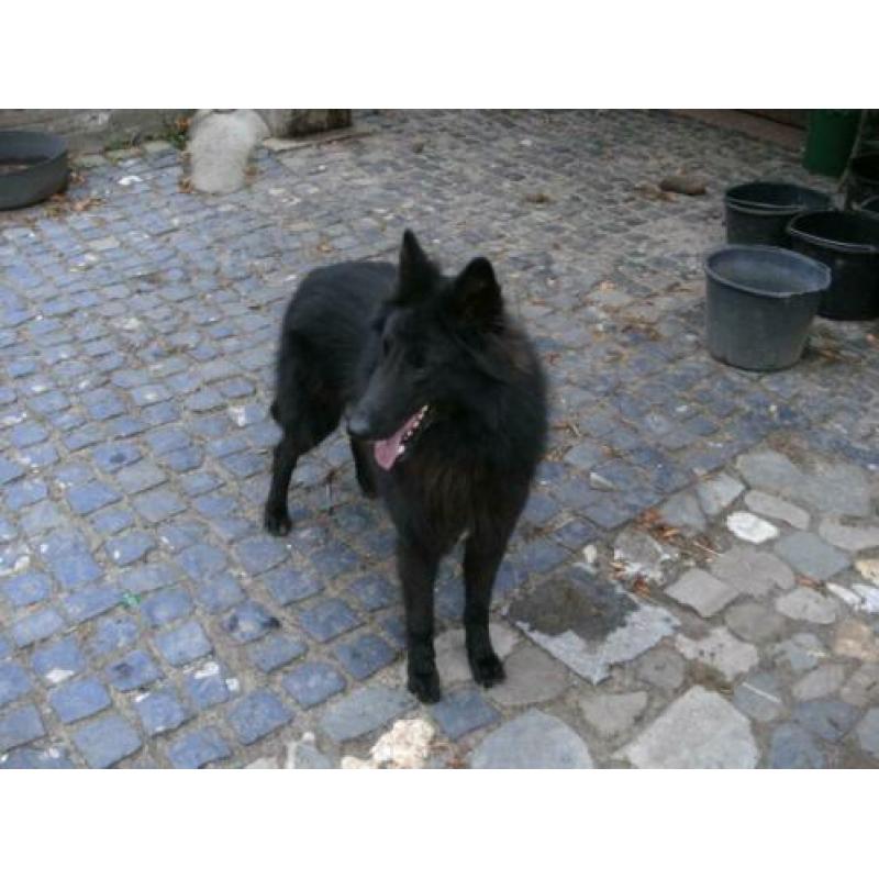 Groenendaeler pups