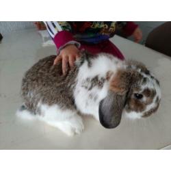 Konijnen cavia kooi en gratis konijn