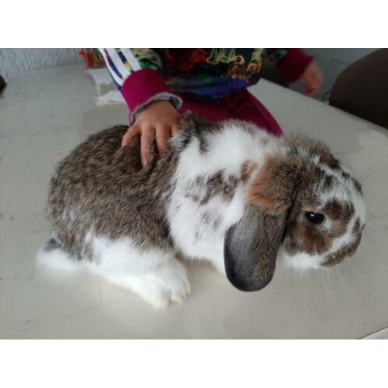 Konijnen cavia kooi en gratis konijn