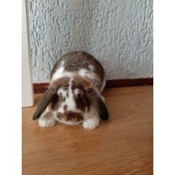 Konijnen cavia kooi en gratis konijn