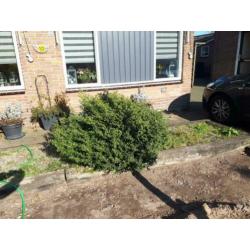 Gratis! Bomen/struiken 3 stuks, zelf eruit halen