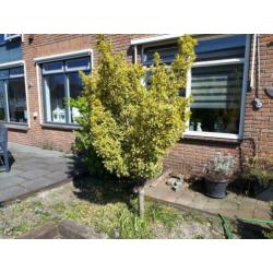 Gratis! Bomen/struiken 3 stuks, zelf eruit halen