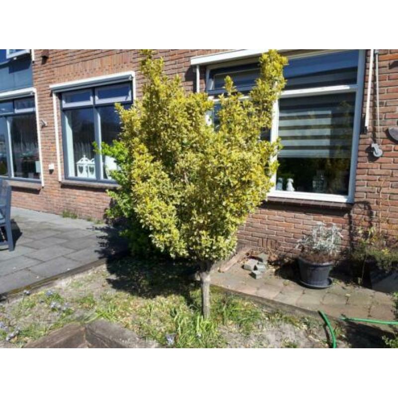 Gratis! Bomen/struiken 3 stuks, zelf eruit halen