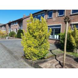 Gratis! Bomen/struiken 3 stuks, zelf eruit halen
