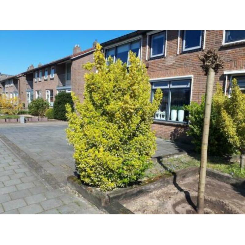 Gratis! Bomen/struiken 3 stuks, zelf eruit halen