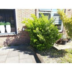 Gratis! Bomen/struiken 3 stuks, zelf eruit halen