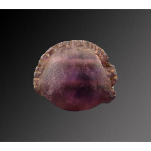 Egyptian Amethyst Cowrie shell amulet