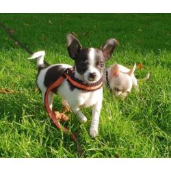 chihuahua pup Gipsy bont zwart/wit