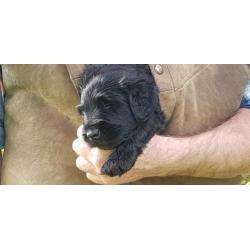 Briard pup pups