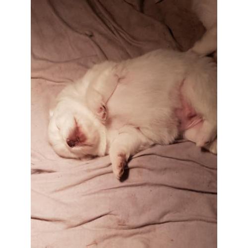 Teddy Dog