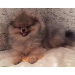 Zeer mooi Reutje Pomeranian/Pomeriaan/Dwergkeesje/FCI