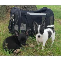 chihuahua pup Gipsy bont zwart/wit