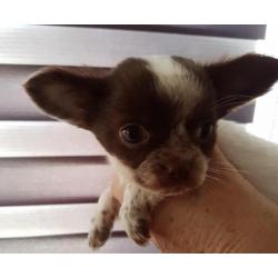 Nu compleet ingeënt! Chihuahua langhaar teefje pup!