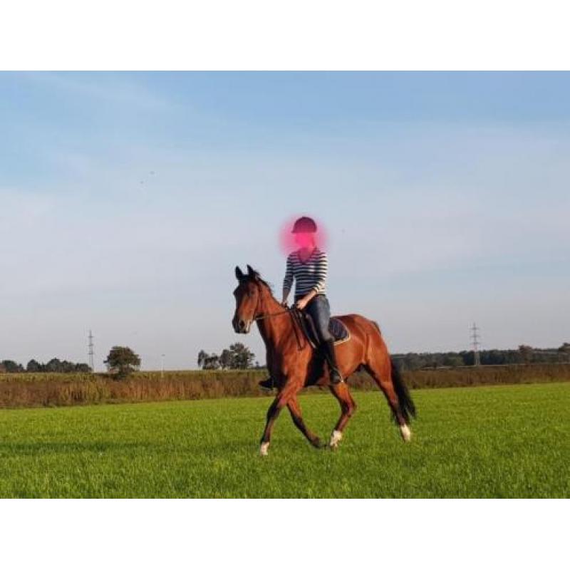 braaf recreatie paard